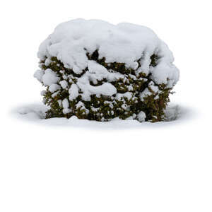 thuja bush with thick snow cap