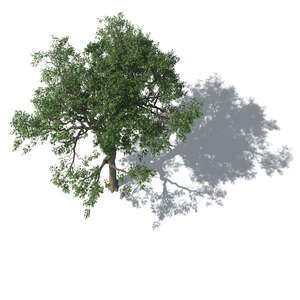 bird-eye oak tree