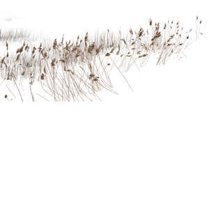 cut out ornamental grass in winter