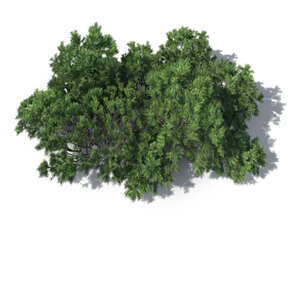 rendering of a mountain pine seen from above