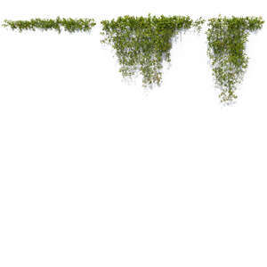 rendering of vine