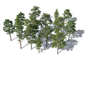 rendering of group of pine trees from above