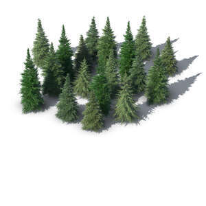 rendering of a group of spruces seen from above