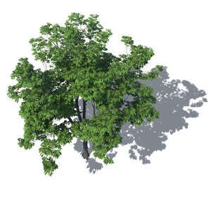 bird-eye view of a tall tree