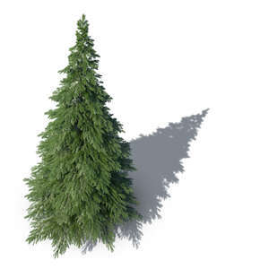bird-eye rendering of a spruce