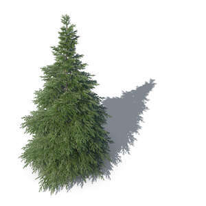 bird-eye rendering of a spruce tree