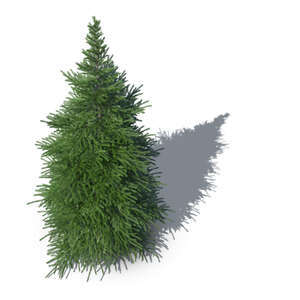 rendering of a spruce seen from above