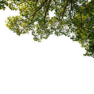 green branch against sunlight