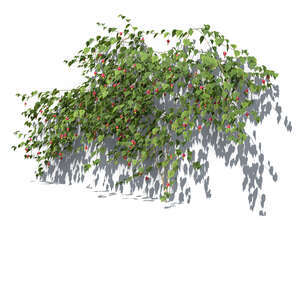 blooming vine tree Abutilon megapotamicum