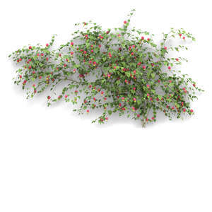 cut out rendering of blooming Abutilon megapotamicum