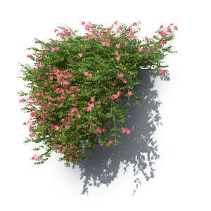 rendering of a hanging trumpet vine with pink blossoms