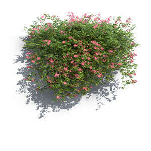rendering of a blooming trumpet vine