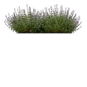 blooming catnip