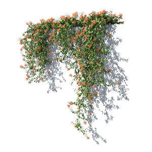 rendering of a honeysuckle mandarin vine