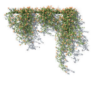 rendering of a blooming honeysuckle vine