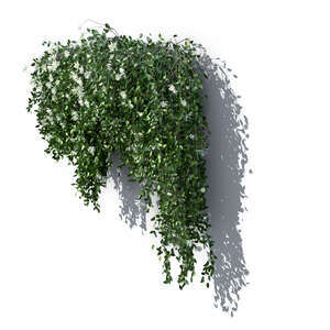rendering of a vine plant with white blossoms on the wall