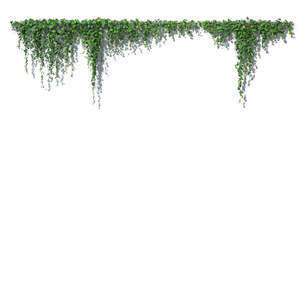 classic rendered hanging vine