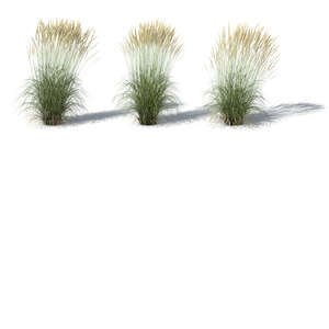 rendering of a group of ornamental grasses