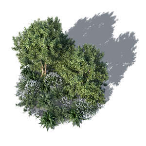 top view rendering of a composition of plants and trees