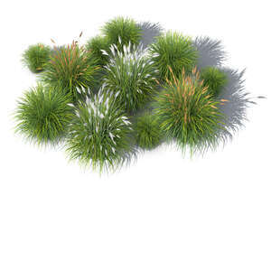 group of rendered ornamental grasses seen from above