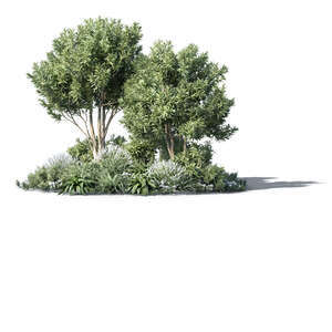rendering of a composition of different plants