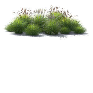 rendering of a backlit flowerbed of grasses