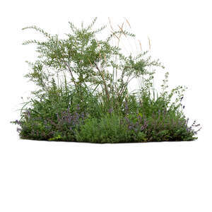 composition of green plants