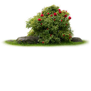 blooming rose bush with stones and grass
