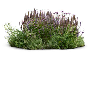 fowerbed with different flowers and plants
