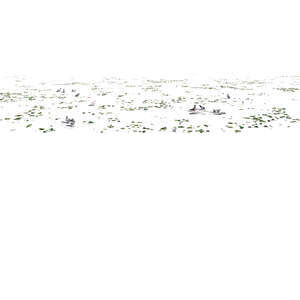 rendered ground with fallen leaves and pigeons
