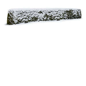 cut out hedge covered with snow
