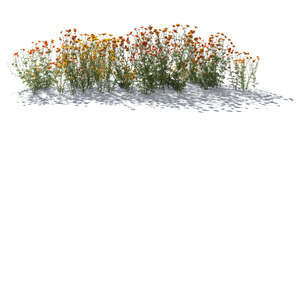 cut out rendered images of backlit blooming flowers