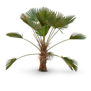 tropical small palm tree in shadow