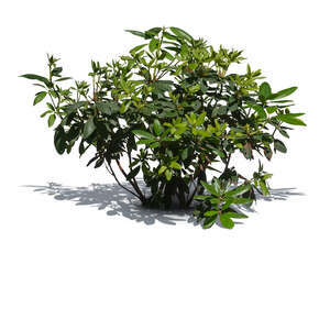 small green plant in sunlight