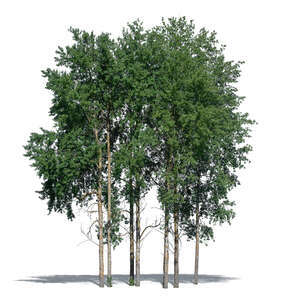 cut out group of aspen trees