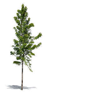 cut out small maple tree