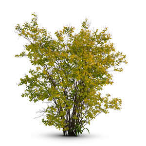 bush with small white blossoms