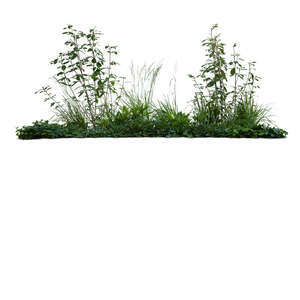 cut out group of different green plants