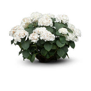 small flower with white blossoms
