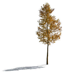 backlit tree in autumn