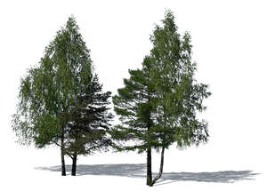 cut out group of different green trees