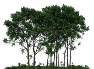 cut out group of trees in ambient light