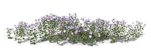 large group of blooming delicate purple flowers