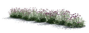 backlit flowerbed of blooming scabious flowers