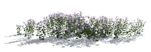 cut out backlit flowerbed of delicate purple flowers