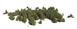 large group of juniper trees seen from above
