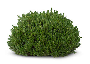 cut out green bush
