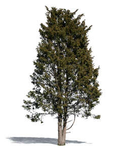 tall juniper tree in sunlight
