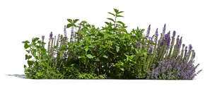 group of plants with blooming sage