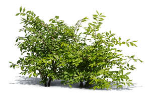 group of bushes